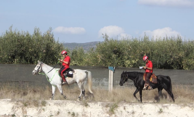  préparation des chevaux 